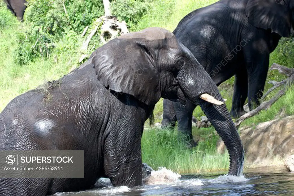 BULL ELEPHANT COMING OUT OF RIVER 