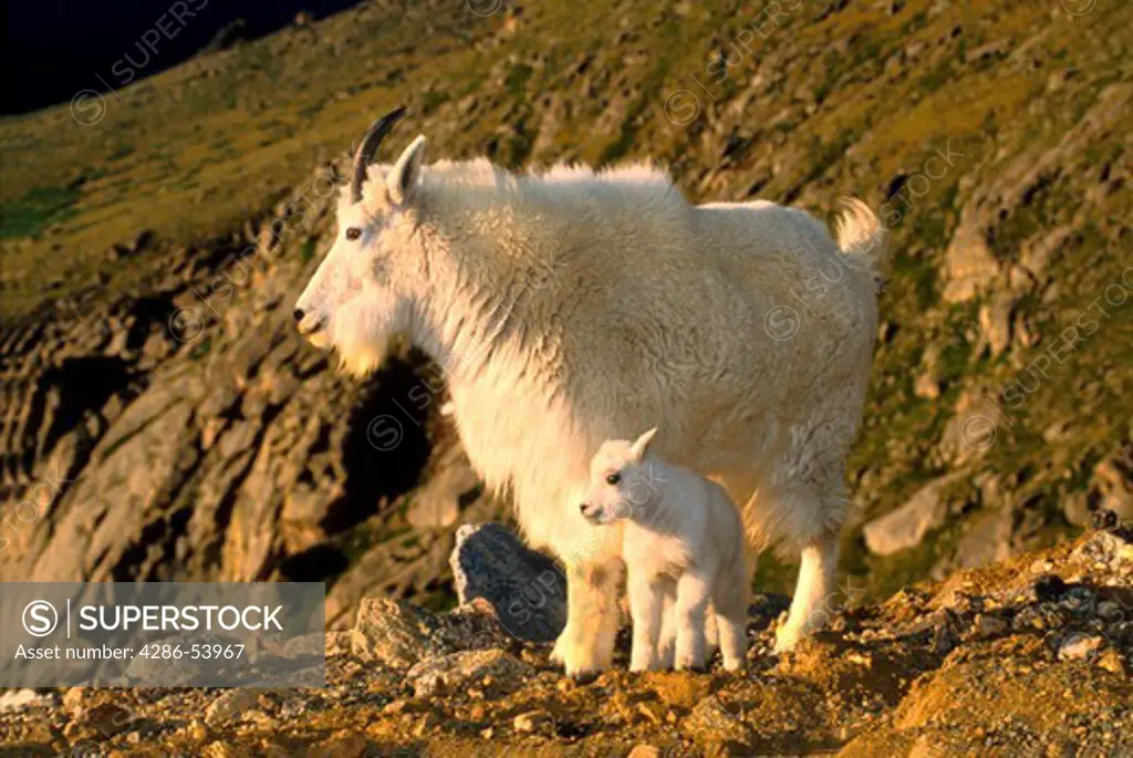 MOUNTAIN GOAT MOTHER AND KID 