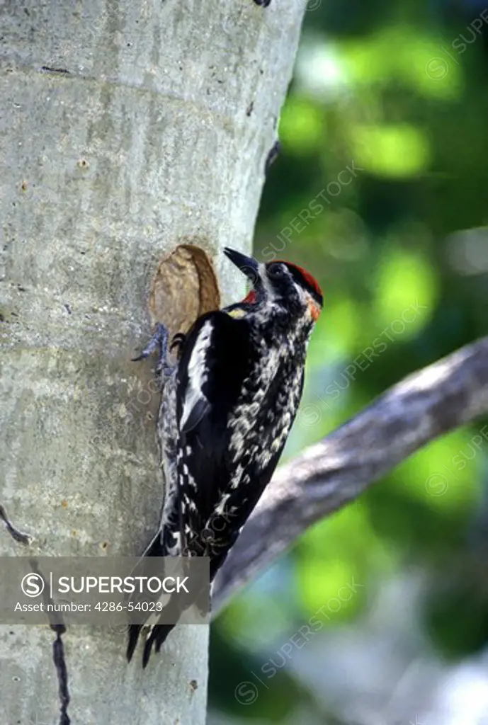 RED-NAPED SAPSUCKER AT NEST HOLE 