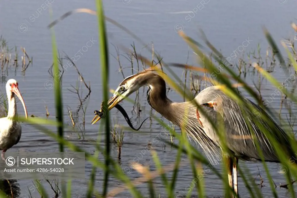 IBIS AND GREAT BLUE HERON WITH SNAKE 