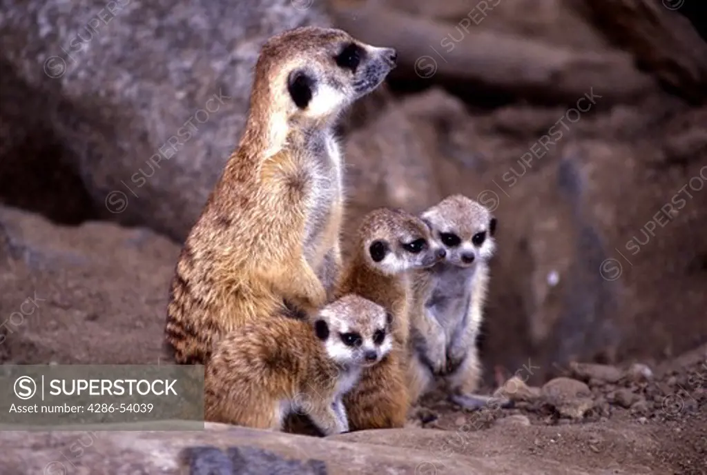 MEERKAT AND YOUNG