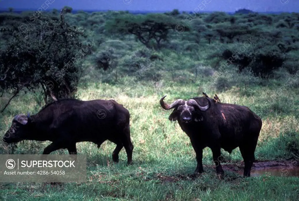 AFRICAN BUFFALO WITH OXPECKER 