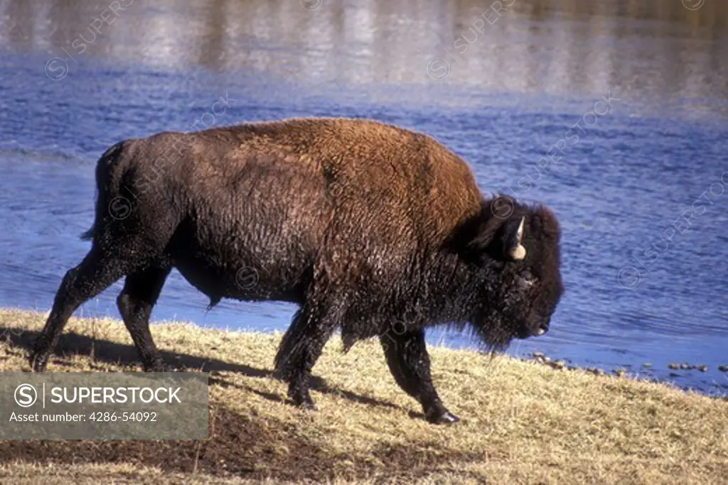 BULL BISON AT FIREHOLE RIVER 