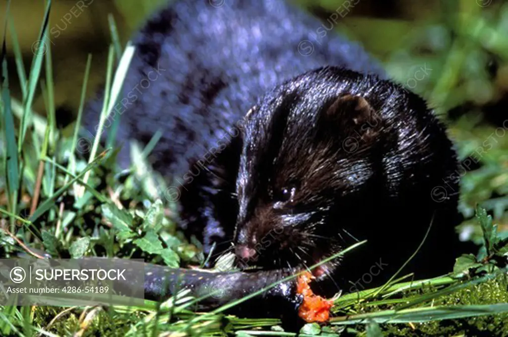 MINK EATING TROUT