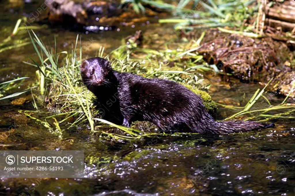 MINK ON TROUT STREAM