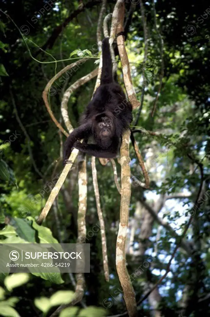 BLACK HOWLER MONKEY HANGING BY TAIL 