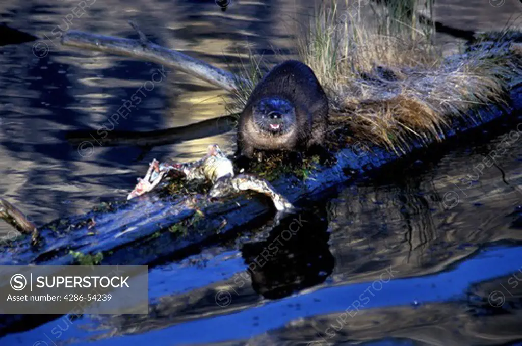 RIVER OTTERS WITH TROUT ON LOG 