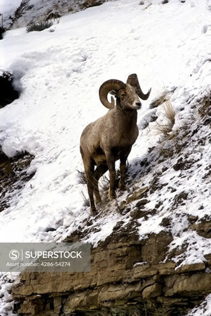 BIGHORN SHEEP ON SNOWY HILL