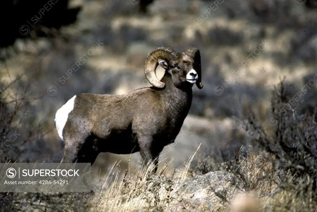 STANDING BIGHORN SHEEP RAM 