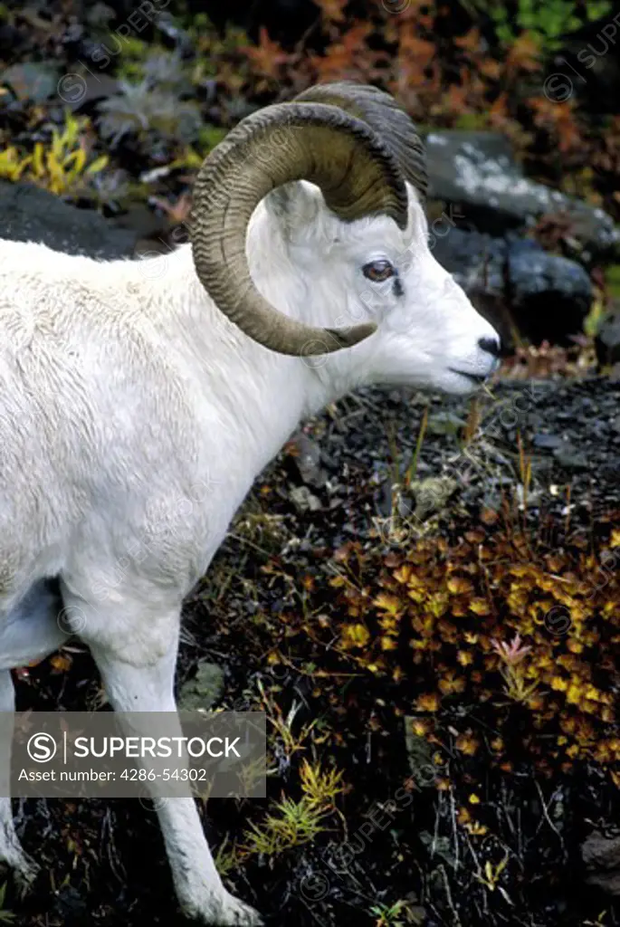 DALL SHEEP RAM ON HILLSIDE