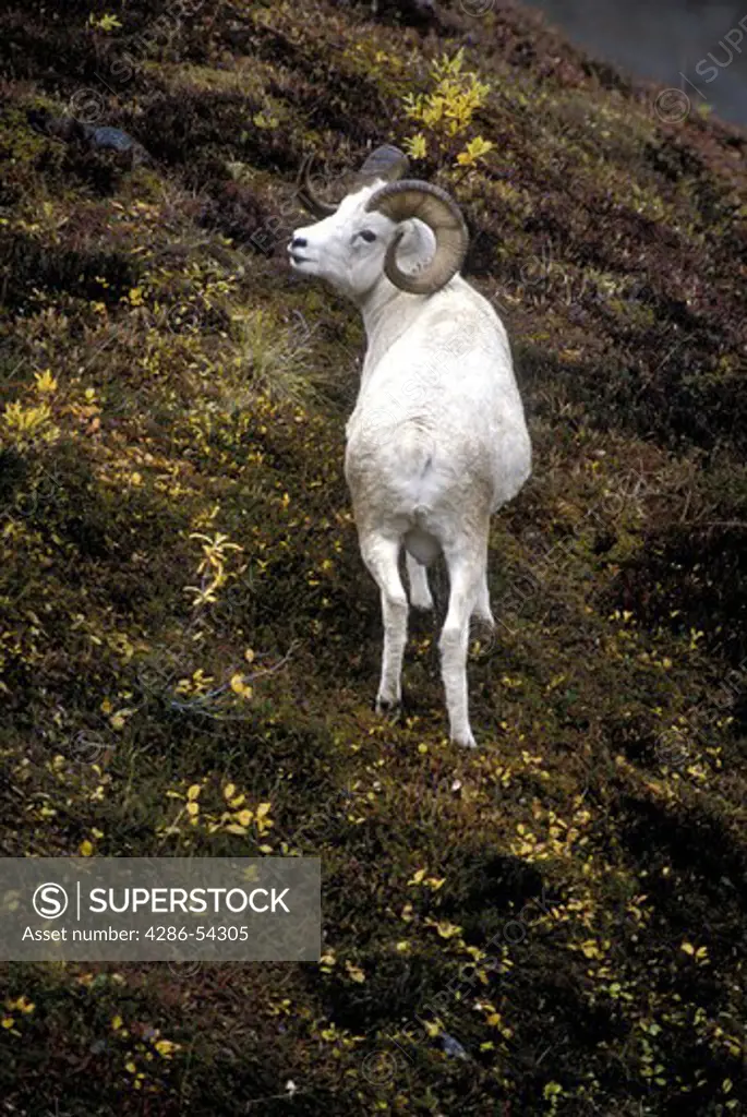 DALL SHEEP RAM AND FALL COLORS
