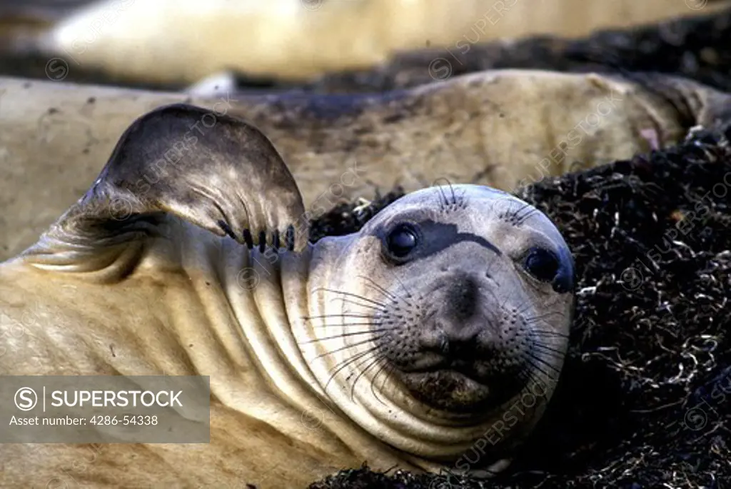 YOUNG ELEPHANT SEAL  