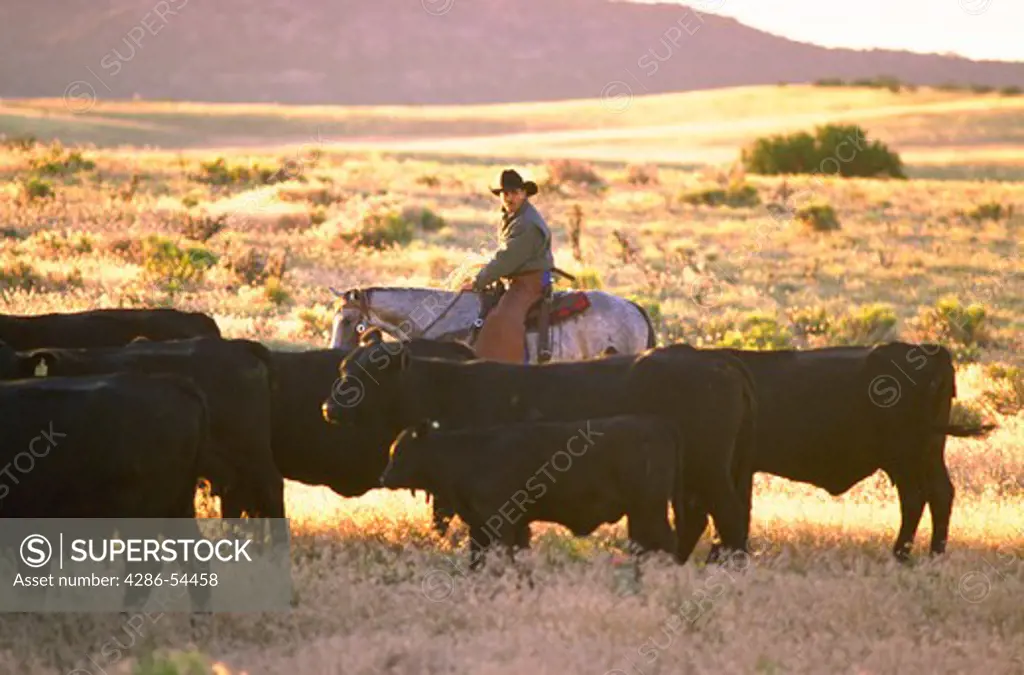 Cowboy on horseback driving a herd of black Angus cattle
