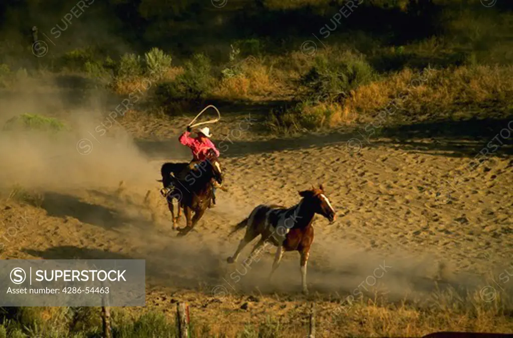 Wrangler/Cowboy on horseback chasing and roping another horse