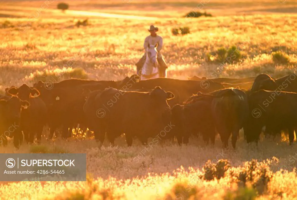 Cowboy on horseback driving a herd of black Angus cattle in early morning
