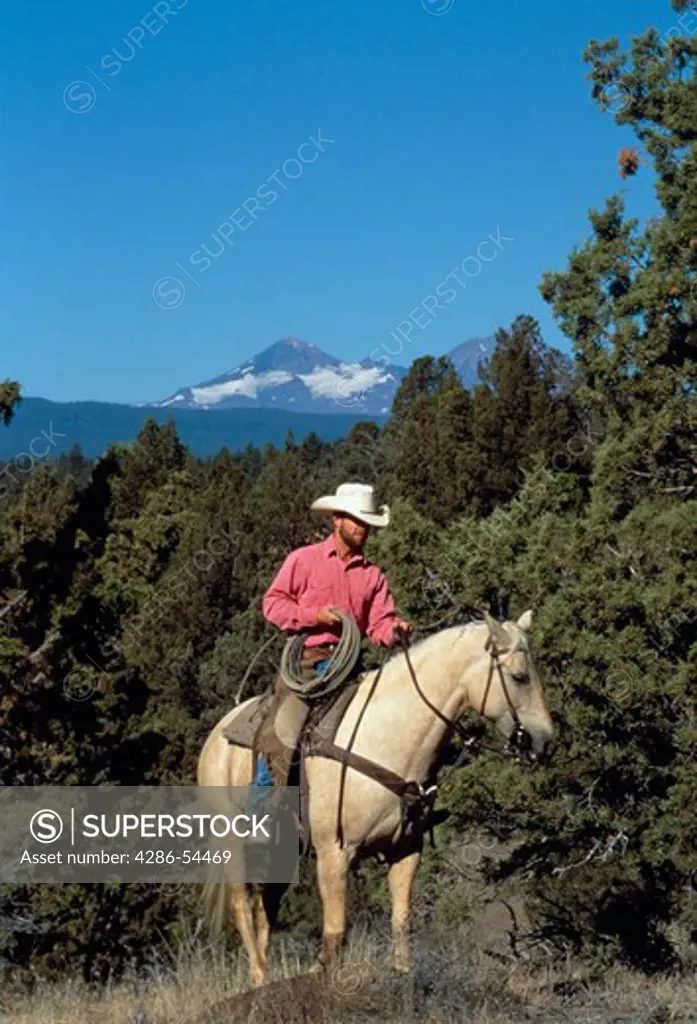 Wrangler on horseback on hillside with snow-capped mountain in background