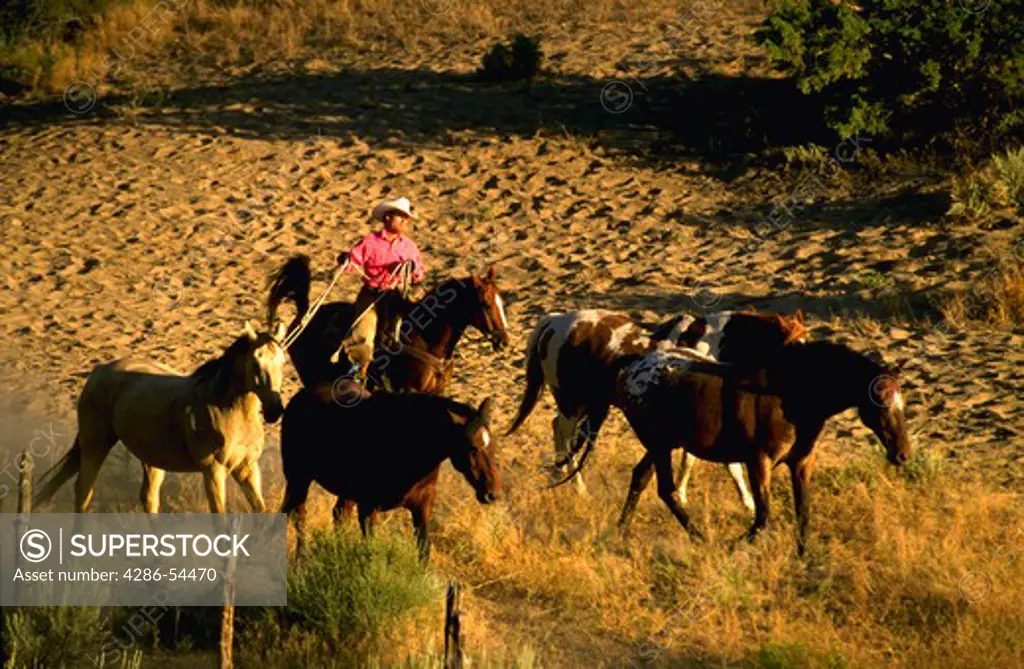 Wrangler on horseback herding a large group of horses