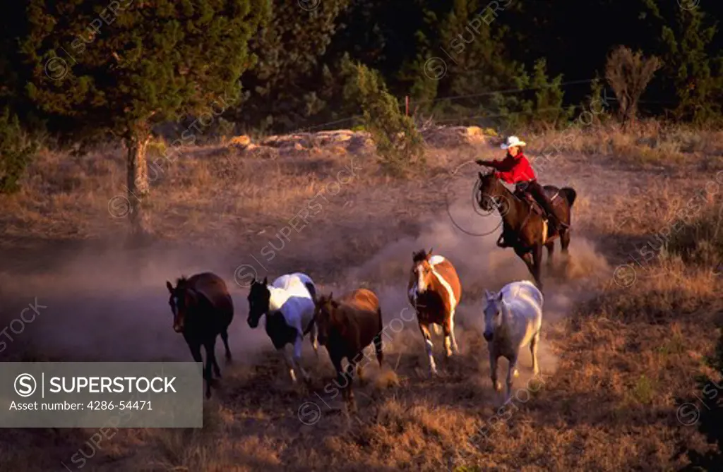 Wrangler on horseback chasing a group of horses in dust