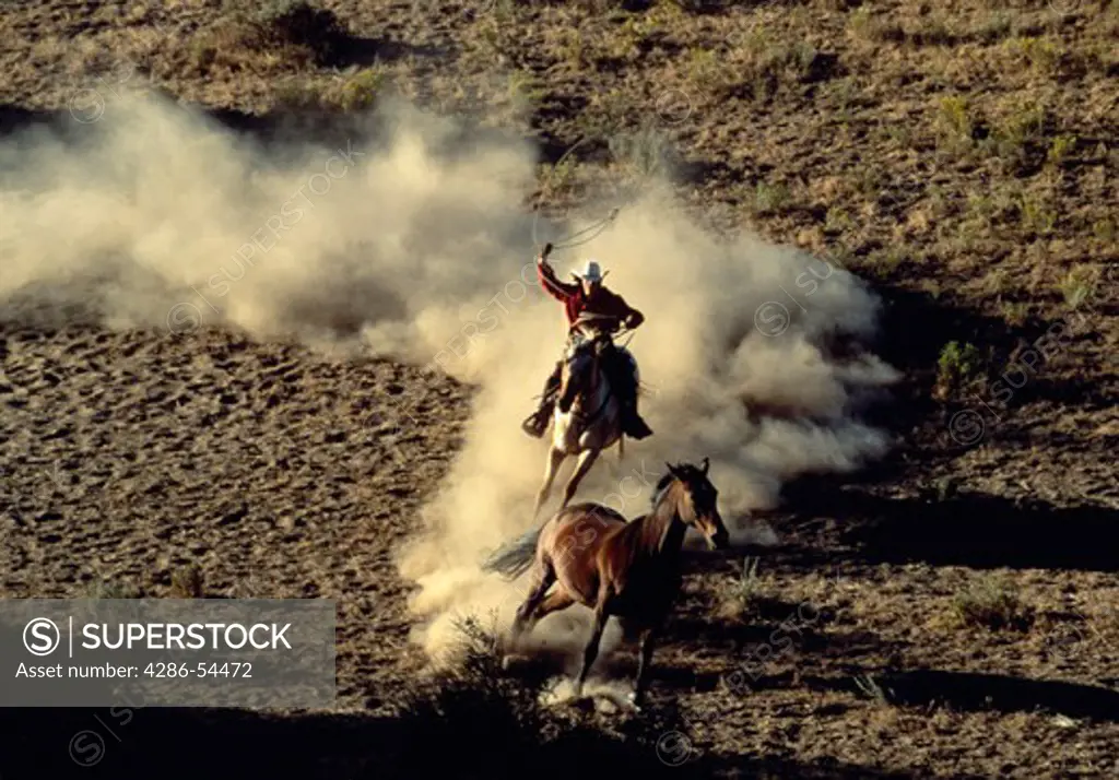 Wrangler on horseback attempting to rope another horse in dusty chase