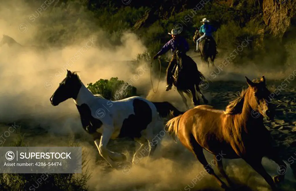 Two wranglers/cowboys chasing 2 horses coming at viewer