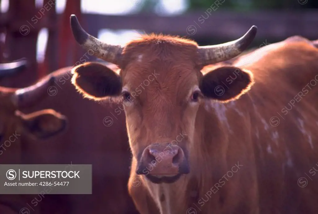 Head shot of steer looking into camera