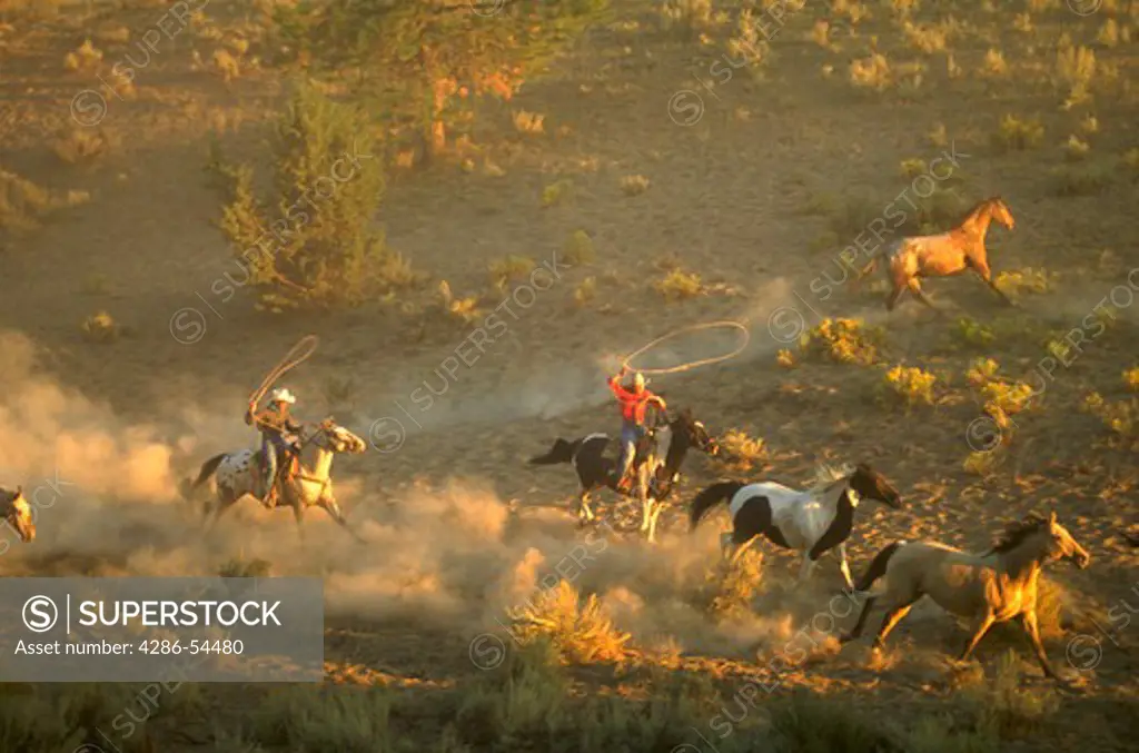 Two wranglers chasing and roping other horses runing across the scene