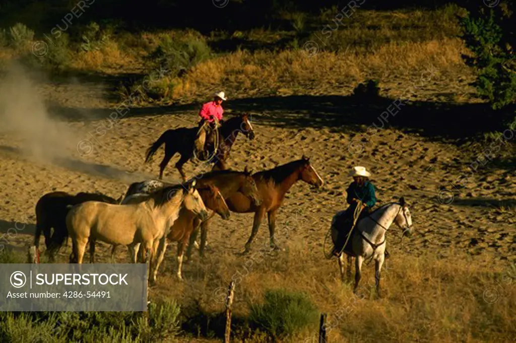 Several wranglers on horseback with other horses