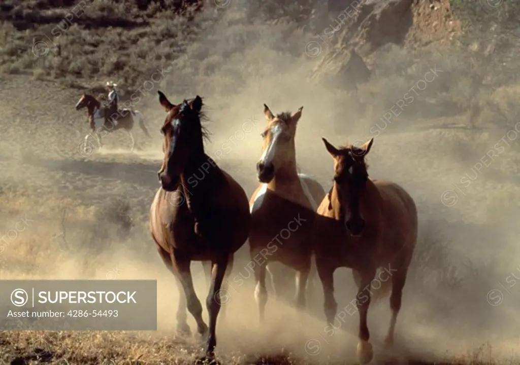 A group of 3 horses running together into viewer.  Wrangler on horseback in background