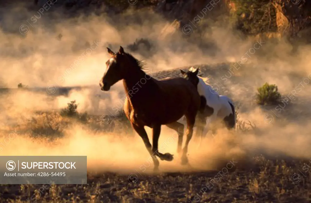 Two horses running in dusty area