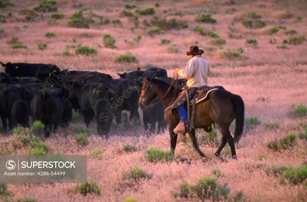 Wrangler on horseback driving a herd of cattle