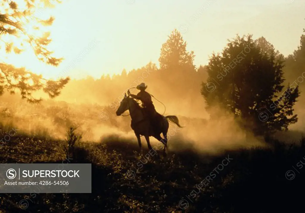 Silhouette of wrangler/cowboy on horseback, roping and riding