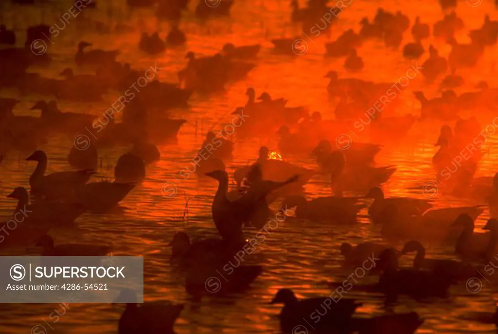 Flock of snow geese on the water at sunrise in Bosque del Apache National Wildlife Reserve, New Mexico.