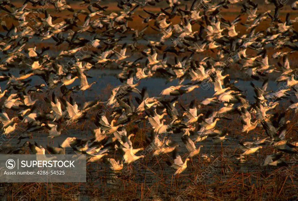 Flock of snow geese taking flight in Squaw Creek National Wildlife Reserve, Missouri.