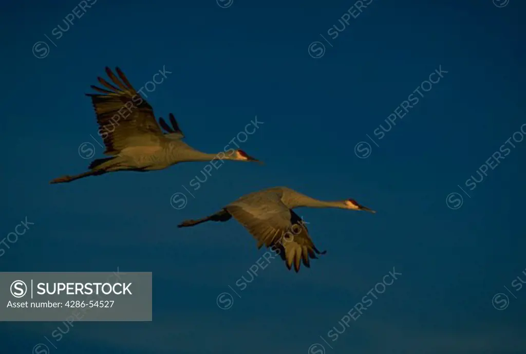 Two sandhill cranes in flight.