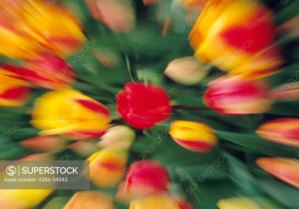 Blurred image of red and yellow tulips.