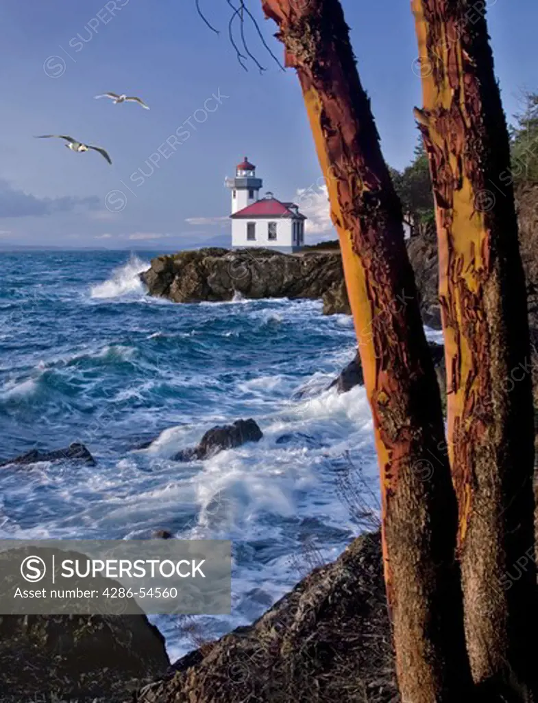 Distant daytime view past two trees of a lighthouse with water crashing against the rocky shore.