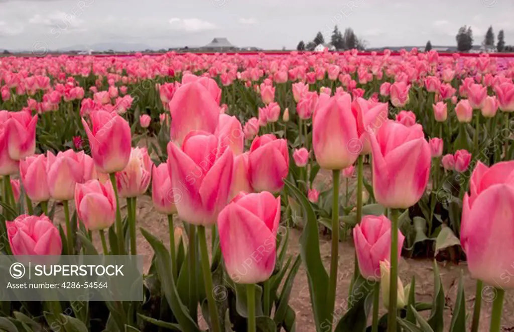 A close-up shot of a field of pink tulips in Mount Vernon, Wa.