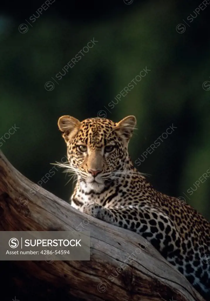 Leopard Samburu Game Reserve; Kenya East Africa