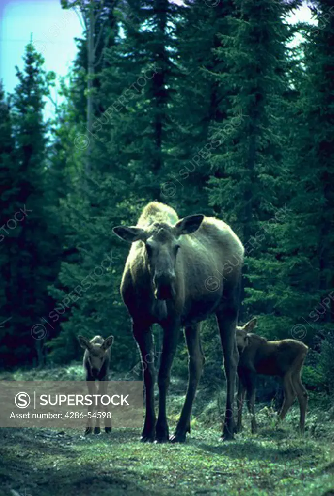 Moose, cow, & calves; Kenai Natl Wildlife Refuge, Alaska