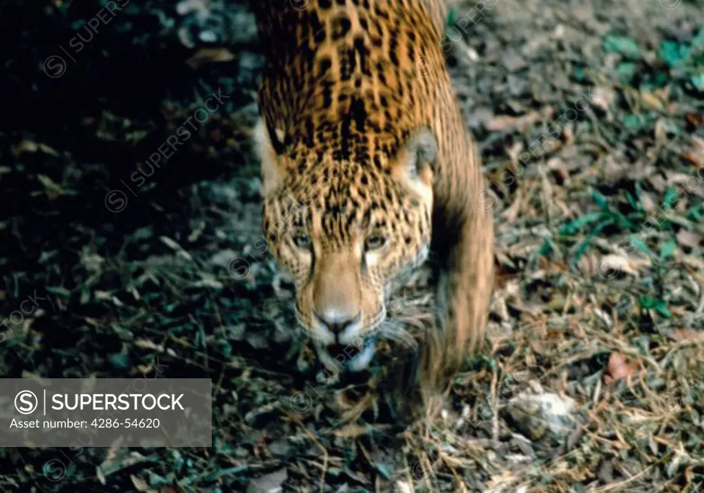 Running jaguar, direct view, Chiapas, Central Mexico