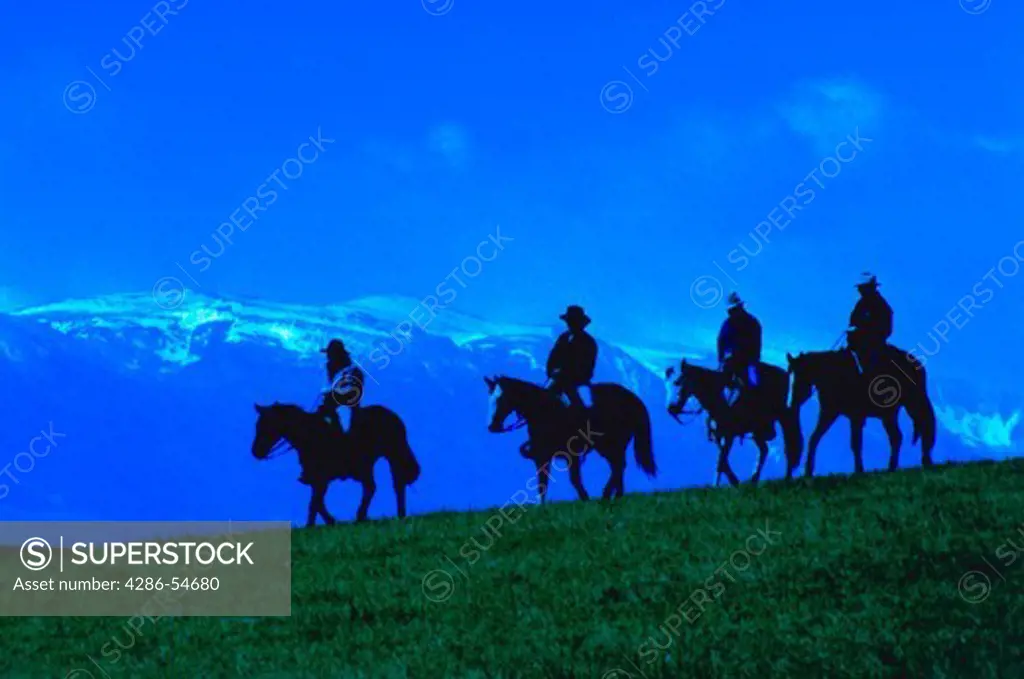 Cowboys on horseback, silhouette against blue sky
