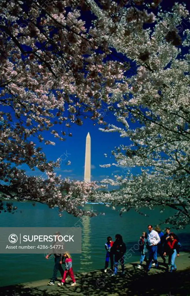 Tourists enjoy cherry blossoms at the Tidal Basin in Washington, DC. The Washington Monument is at rear.