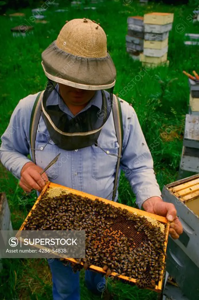 Beekeeper with honey bee hive in Oswego County, New York.