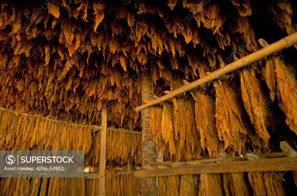 Tobacco leaves hanging in drying shed near Acarigua, Venezuela.