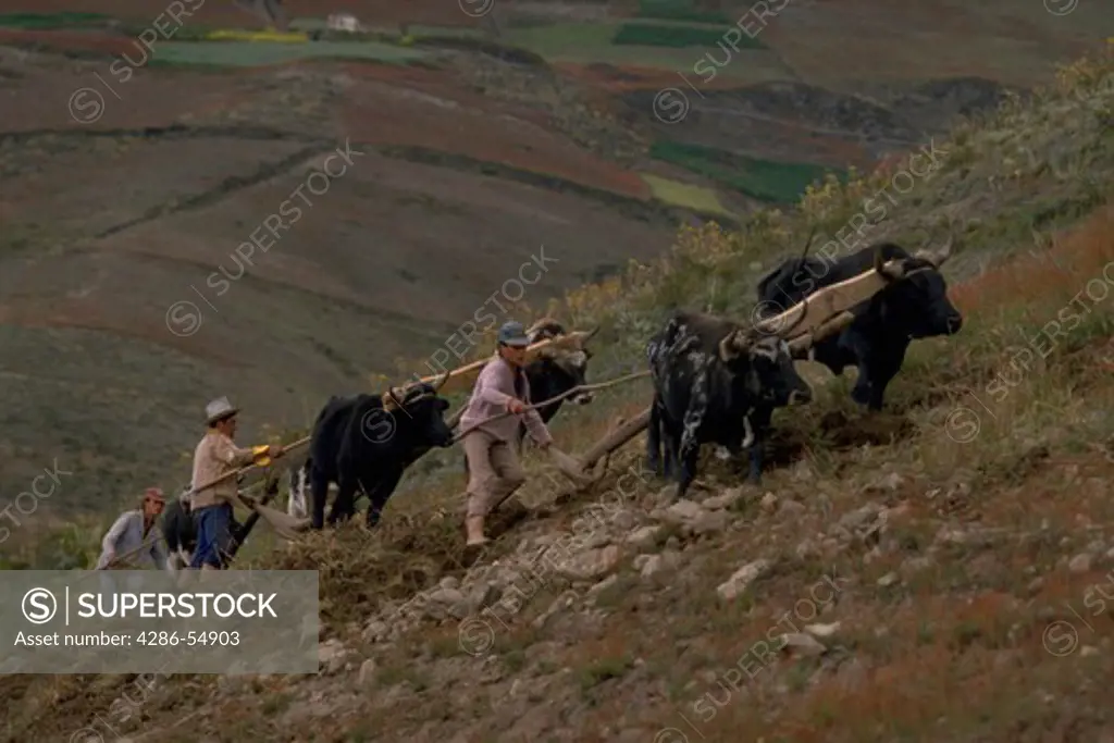 Farmers plow a steep mountainside with two teams of oxen in Merida State in the Venezuelan Andes.