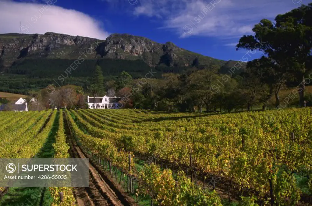 Vineyard at Buitenverwachting Winery located in Constantia, south of Cape Town, South Africa.