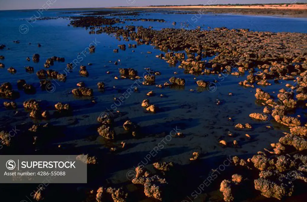 Aerial view of stromatolites in the Shark Bay World Heritage Area in Western Australia, Australia.