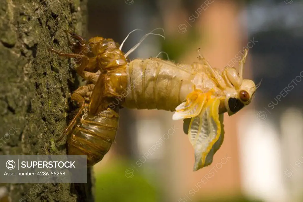 ARLINGTON, VIRGINIA, USA - Brood X cicadas, hatch once every 17 years.