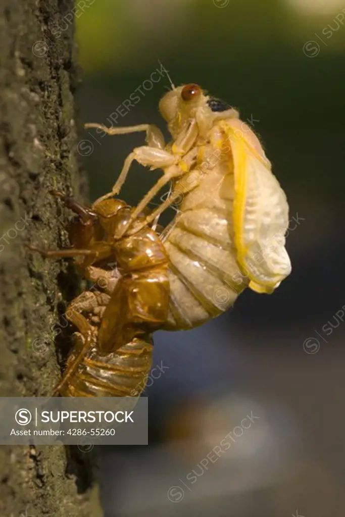 ARLINGTON, VIRGINIA, USA - Brood X cicadas, hatch once every 17 years.
