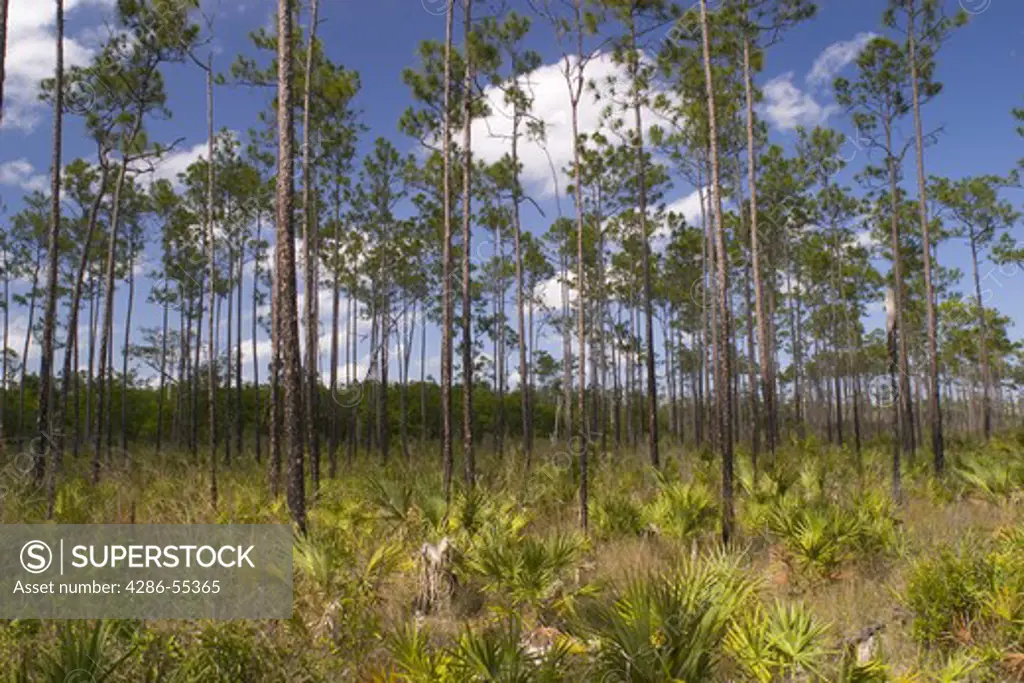 EVERGLADES NATIONAL PARK, FLORIDA, USA - Slash Pine micro-climate, subtropical pine forest, in the Everglades in South Florida. This is the most endangered pine tree community in North America.